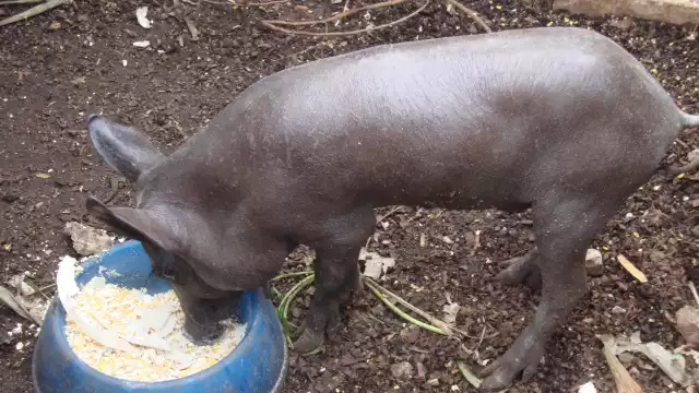 El cerdo pelón mexicano fue introducido al territorio nacional hace 500 años por los conquistadores españoles 