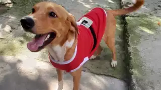Asociaciones buscan mejorar la calidad de vida de animales.