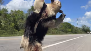 Los atropellamiento se han incrementado en los últimos años