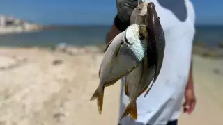 Algunas toxinas no se eliminan al cocinar los alimentos, por lo que el riesgo permanece incluso si el pescado o marisco está bien cocido