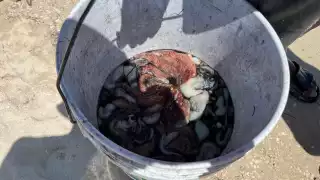 Se ha advertido por marea roja en la costa yucateca