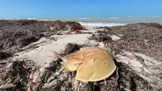 El norte causado por el Frente Frío Número 14, ha provocado el recale de cientos de especies marinas en la costa yucateca