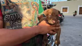 Peregrinos arriban a la parroquia de Nuestra Señora de Guadalupe en Mérida con el “Perrito Guadalupano”