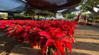 Nochebuena, la reina de las flores que trasciende la Navidad