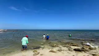 Se descartó que la muerte de especies en Progreso sea por marea roja