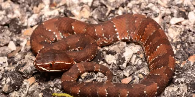 La serpiente habría huido de los incendios cercanos a Motul