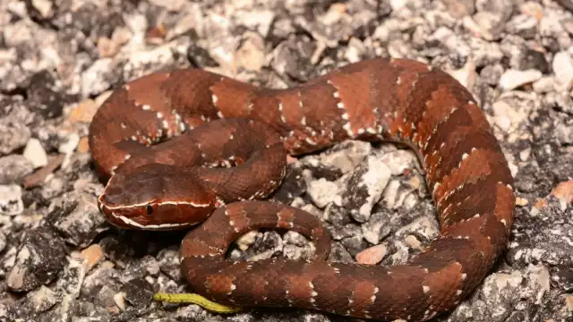 La serpiente habría huido de los incendios cercanos a Motul