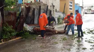 Las afectaciones incluyeron encharcamientos, ventarrones y la caída de un árbol en la colonia Miramar