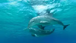 El cetáceo dio un enorme salto y cayó en una embarcación en Cozumel