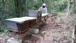 Los criadores de abejas tienen que desembolsar fuertes sumas de dinero para mantener las colmenas
