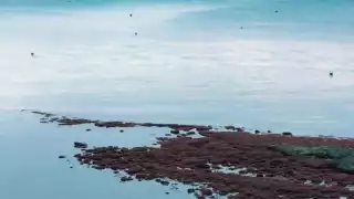 El sargazo llegó antes de lo esperado a la región.