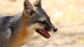 Las personas que tuvieron contacto con el ejemplar o con alguna mascota el sábado 3 de octubre pueden comunicarse al 911 o al teléfono 998 888 6640