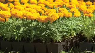 Comerciantes esperan amplia demanda por parte de la ciudadanía