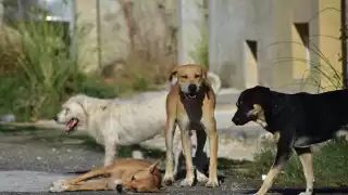 Vecina en Francisco de Montejo afirma que una perra y sus crías están a la interperie y sin agua