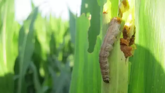 La planta sirve para hospedar a este tipo de plagas que se forma de manera natural, siendo favorecidas por el clima tropical de Campeche.. La planta sirve para hospedar a este tipo de plagas que se forma de manera natural, siendo favorecidas por el clima tropical de Campeche..