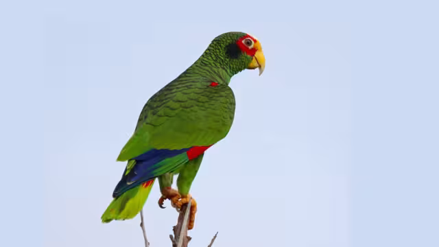 La Profepa rescata 103 especies silvestres en nueve inspecciones en Mérida y sus alrededores