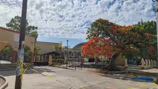 Panal en árbol de escuela desata crisis