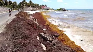 Tulum convoca a limpieza masiva de playas para combatir el sargazo   