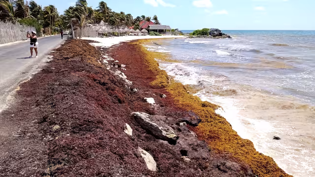 Voluntarios luchan contra el arribo excesivo de sargazo en playas de Tulum