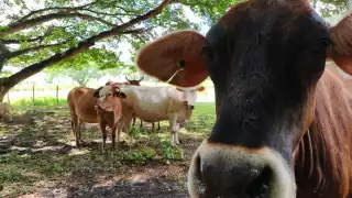 La mosca “Cochliomyia hominivorax”, ocasiona una herida en las reses y ahí deposita sus huevos