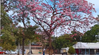 La primavera trae un ambiente diferente en Yucatán