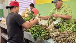 El sol mata lo que cura: plantas medicinales se secan por calor extremo