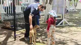 Se espera que estos animales rescatados encuentren un hogar lleno de amor.