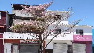 El maculí, árbol de vistosas flores rosadas, ha adelantado su floración en los últimos años debido al cambio climático.
