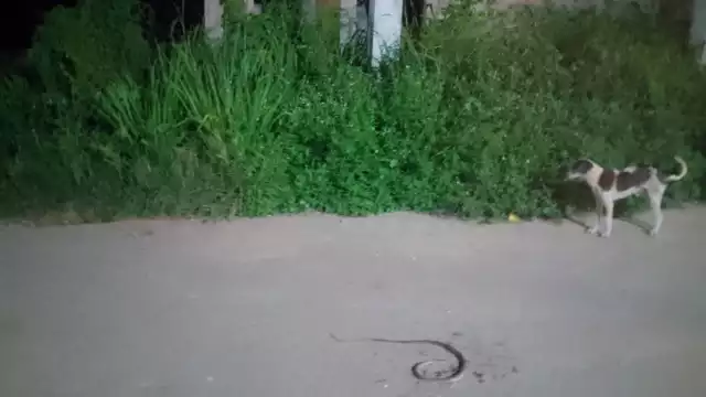 Pobladores aseguran que los terrenos abandonados se han convertido en hogar de serpientes