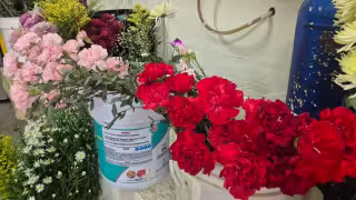 Floristas de Champotón enfrentan alza de precios por el 14 de febrero