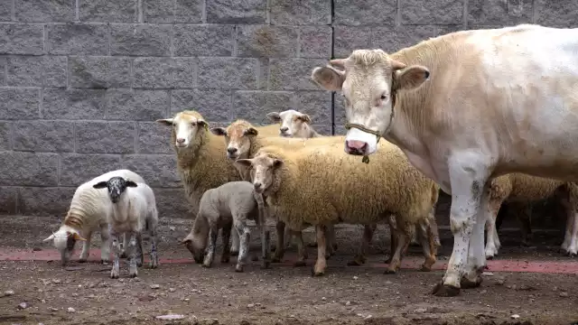 La Secretaría de Salud informó que este mismo año se presentó el contagio de un gato en Carmen