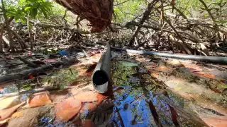 Laguna Bojórquez de Cancún contaminada: Encuentran metales pesados, residuos fecales y  aguas negras
