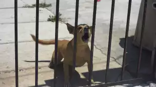 Julie Rodríguez dijo que el modus operandi de las personas es lanzar veneno donde habitan las mascotas.