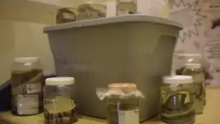 Carreteras de Yucatán son peligrosas para la fauna, reportan 200 muertes en promedio por cada vía