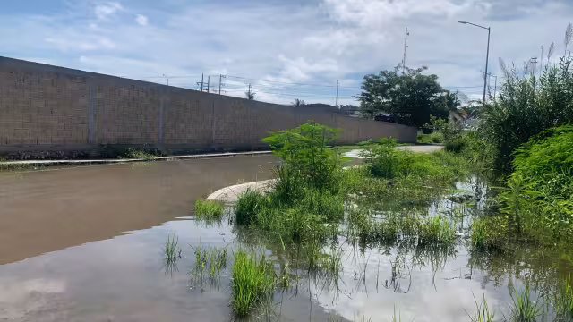 Un lote baldío en la colonia Lázaro Cárdenas, Champotón, se ha convertido en un criadero de mosquitos con potencial de contagiar dengue, zika y chikungunya.
