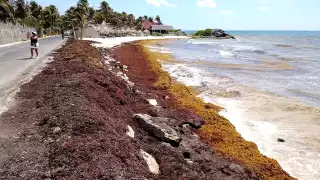 Voluntarios luchan contra el arribo excesivo de sargazo en playas de Tulum