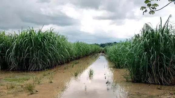 Las lluvias recientes en Othón P. Blanco han causado inundaciones que ponen en riesgo la producción de caña en la Ribera del Río Hondo
