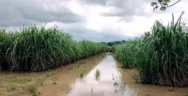 Las lluvias recientes en Othón P. Blanco han causado inundaciones que ponen en riesgo la producción de caña en la Ribera del Río Hondo