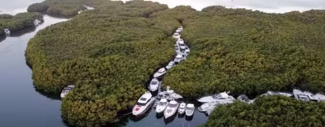 Son decenas de embarcaciones las refugiadas en los manglares