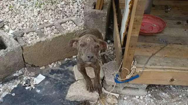 Los tres perros serán atendidos por el Ayuntamiento de Mérida