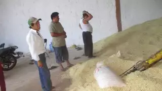 Requisitos complican venta de maíz blanco a Alimentación para el Bienestar