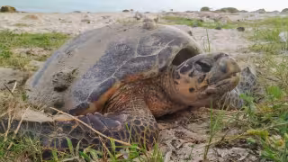 Tortugas enfrentan grave amenaza en Seybaplaya