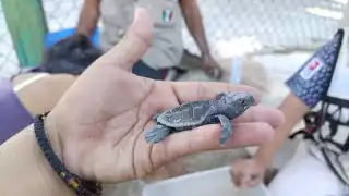 Más de 500 crías de especie Carey han eclosionado y liberado en Punta Xén