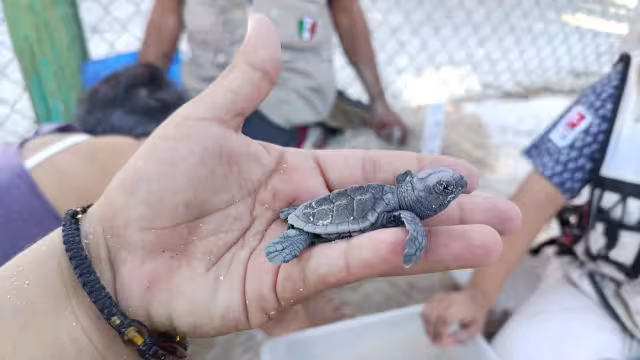 Grupo Quelonios celebró las primeras 590 eclosiones en un total de seis nidos protegidos.