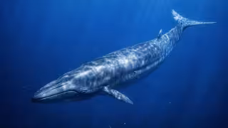 La ballena de Rice, de la que sobreviven menos de 100 ejemplares en el mundo, nada en costas de Yucatán