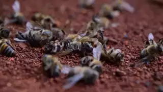 La muerte masiva de las abejas está impactando el ambiente.