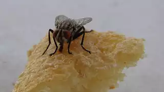 La bolsa de agua con monedas es uno de los métodos más comunes.