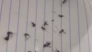 Alumnos del Conalep exigen fumigación por mosquitos; denuncian incumplimiento de Jurisdicción Sanitaria en Campeche