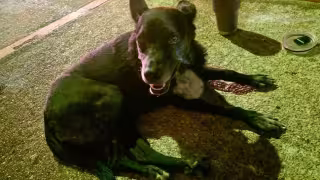 Perrita lesionada recibe atención veterinaria en Unidad Canina de la Vicefiscalía