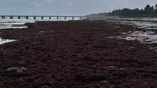 Se prolonga la inactividad pesquera y arriban toneladas de sargazo en playas de la zona